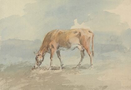 Cow Grazing.