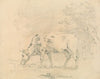 Cow Grazing
