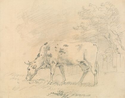 Cow Grazing