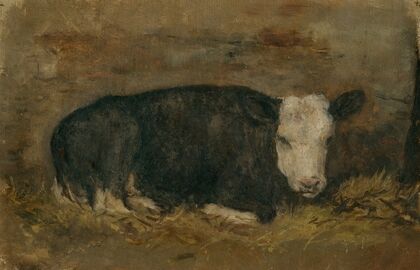 Cow lying in a cowshed