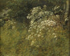 Cow Parsley. Study