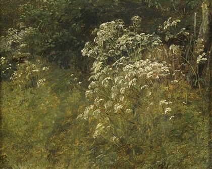 Cow Parsley. Study