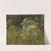 Cow Parsley. Study by P. C. Skovgaard
