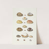 Cowry Shells by Johann Gustav Hoch
