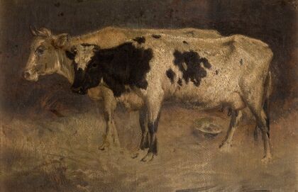 Cows