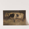 Cows by Andre Plumot