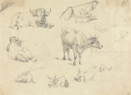 Cows From Various Angles