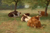 Cows in a Grassy Field