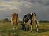 Cows In A Pasture