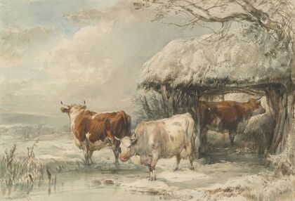 Cows in winter