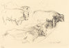 Cows (Kühe)