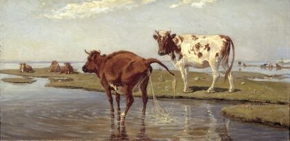 Cows on Saltholm
