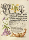 Cowslip, European Columbine, and Giant Filbert (1561–1596)