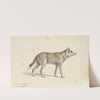 Coyote of Mexico (1837) by Charles Hamilton Smith