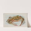 Crab (1889) by Allen &amp; Ginter