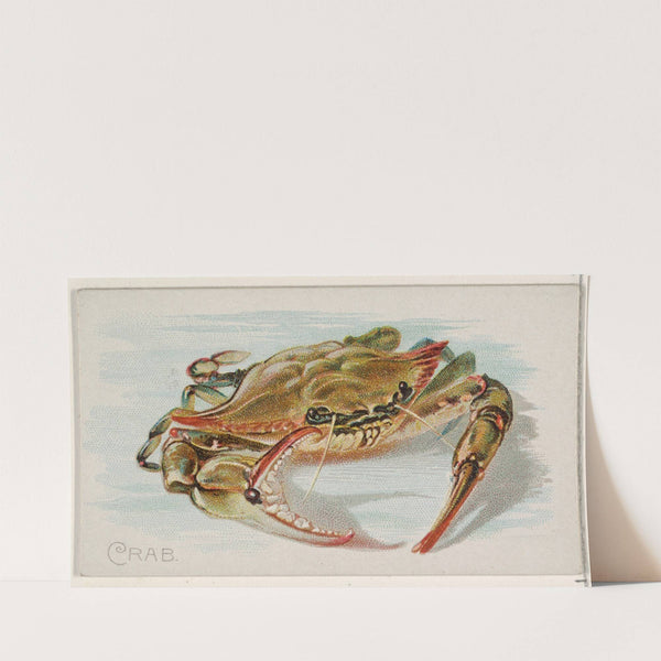 Crab (1889) by Allen &amp; Ginter