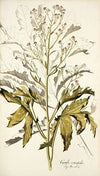 Crambe orientalis