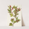 Cranberrybush. Viburnum pauciflorum (1925) by Mary Vaux Walcott