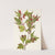 Cranberrybush. Viburnum pauciflorum (1925) by Mary Vaux Walcott