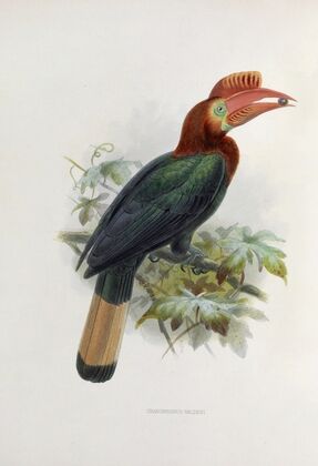 Cranorrhinus waldeni