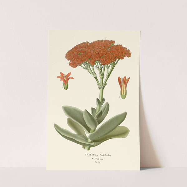 Crassula Falcata (1896-1897) by Edward Step