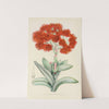 Crassula Falcata by Illtyd Buller Pole-Evans