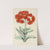 Crassula Falcata by Illtyd Buller Pole-Evans