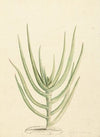 Crassula perfoliata
