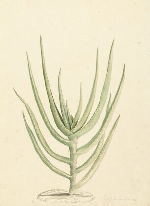 Crassula perfoliata