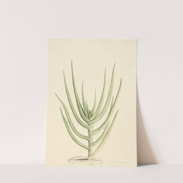 Crassula perfoliata by Laurens Vincentsz. van der Vinne