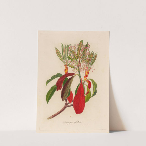 Crateagus glabra (1818-1824) by Gaetano Savi