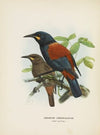 Creadion carnuculatus