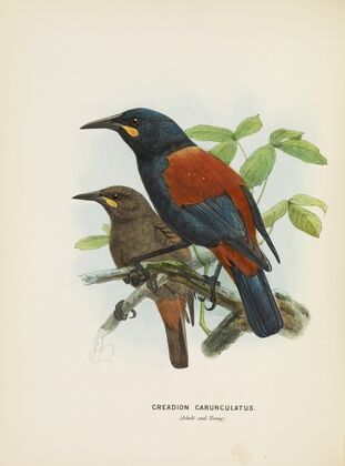 Creadion carnuculatus