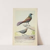 Creaker the Purple Grackle, and the Male Cowbird by Louis Agassiz Fuertes