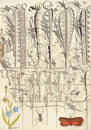 Creeping Forget-Me-Not, Insect, and Planthopper (1561–1596)