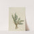 Creeping Juniper (Juniperus horizontalis) (1918) by Mary Vaux Walcott