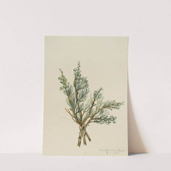 Creeping Juniper (Juniperus horizontalis) (1918) by Mary Vaux Walcott