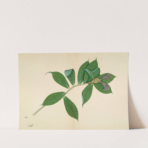 Crepe Ginger Plant by Sheikh Zain al-Din