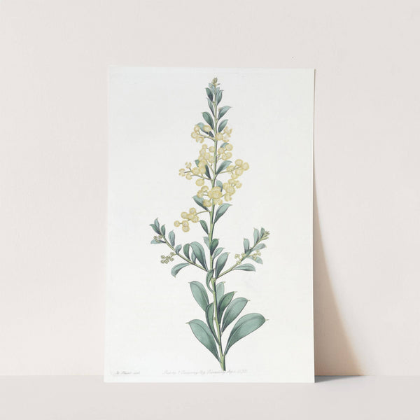Crescent-leaved Acacia by Sydenham Edwards