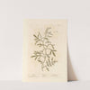 Cress by Elizabeth Blackwell