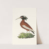 Crested Ibis by George Shaw
