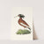 Crested Ibis by George Shaw