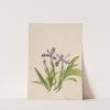 Crested Iris (Iris cristata) (1918) by Mary Vaux Walcott