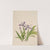 Crested Iris (Iris cristata) (1918) by Mary Vaux Walcott