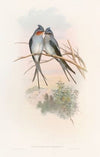 Crested Tree-Swift