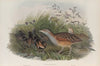 Crex pratensis. Land-Rail, or Corn Crake. (1862-1873)