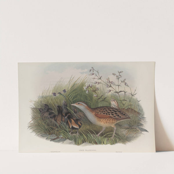 Crex pratensis. Land-Rail, or Corn Crake. (1862-1873) by John Gould