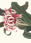 Crinium Augustum. [Queen Emma]
