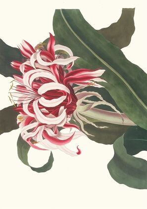 Crinium Augustum. [Queen Emma]