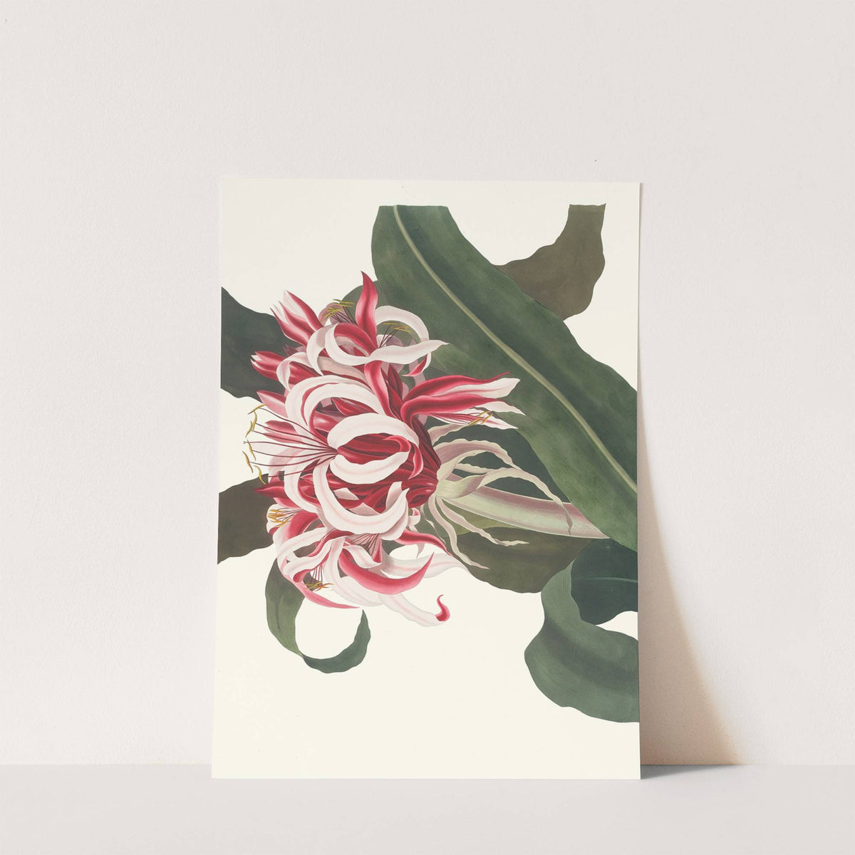 Crinium Augustum. [Queen Emma] by Priscilla Susan Bury